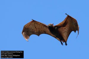 hammerhead bat