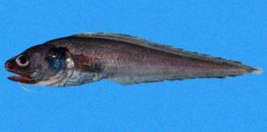 Grenadier Fish Strange Animals Podcast