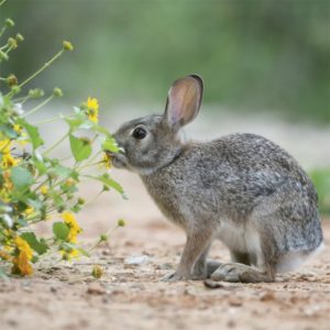 Rabbits Strange Animals Podcast