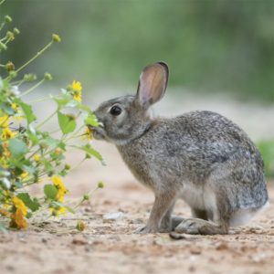 Jackalope Rabbit Disease