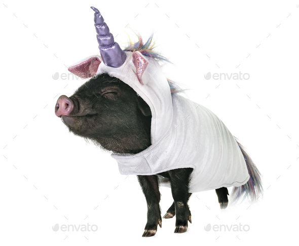 unicorn pig plush