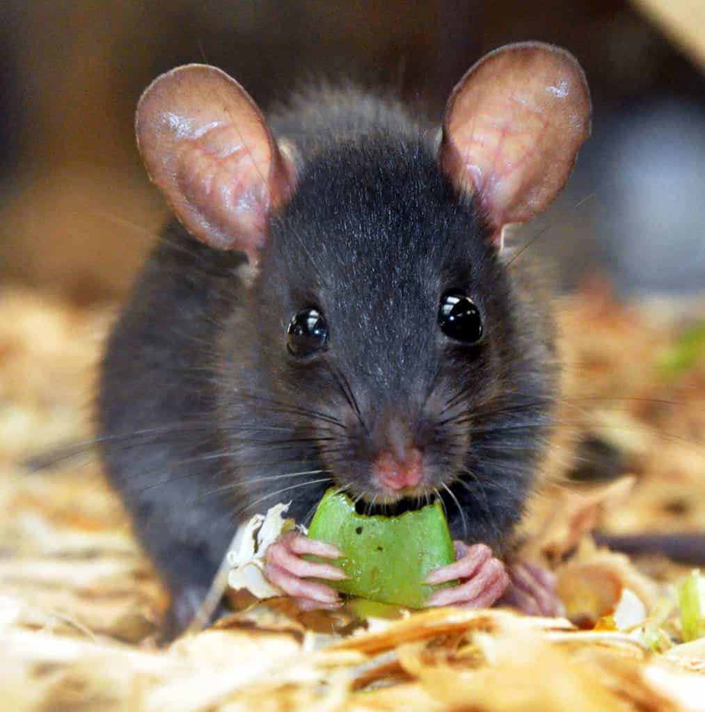 Episode 143: Rats, Giant Rats, and Rat Kings | Strange Animals Podcast