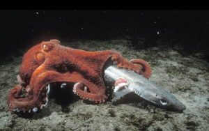 octopus  Strange Animals Podcast