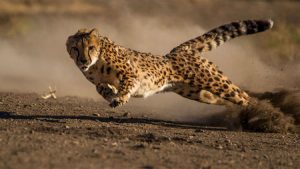 GREEN LIONOR GREEN LEOPARD? ON THE TRACK OF HEUVELMANS'S UNKNOWN