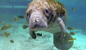 17 Creepy Photos Of Beluga Whales And Manatees