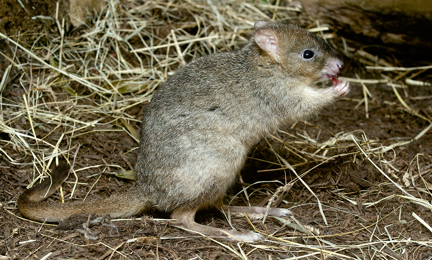 Rat kangaroo фото