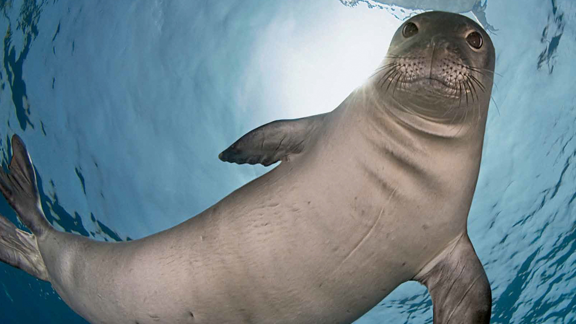 Seals животное перевод с английского