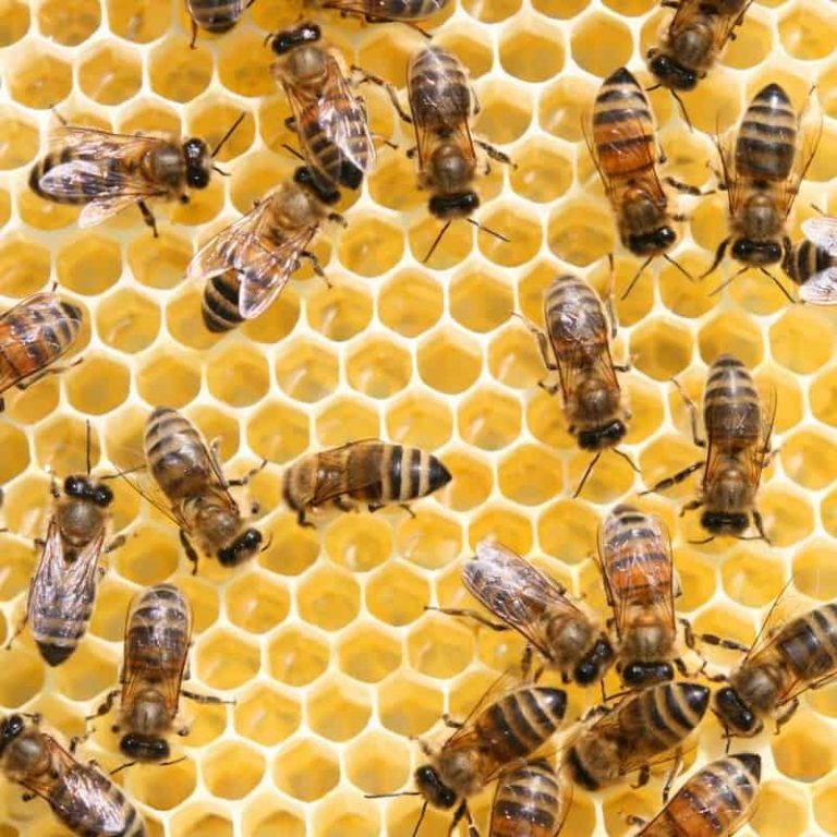 Episode 183: BEES! AKA honey and “honey” | Strange Animals Podcast