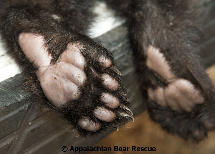 Bear foot. Bear feet. Bear фетиш. Bear Mark foot. Bear feet Roog.