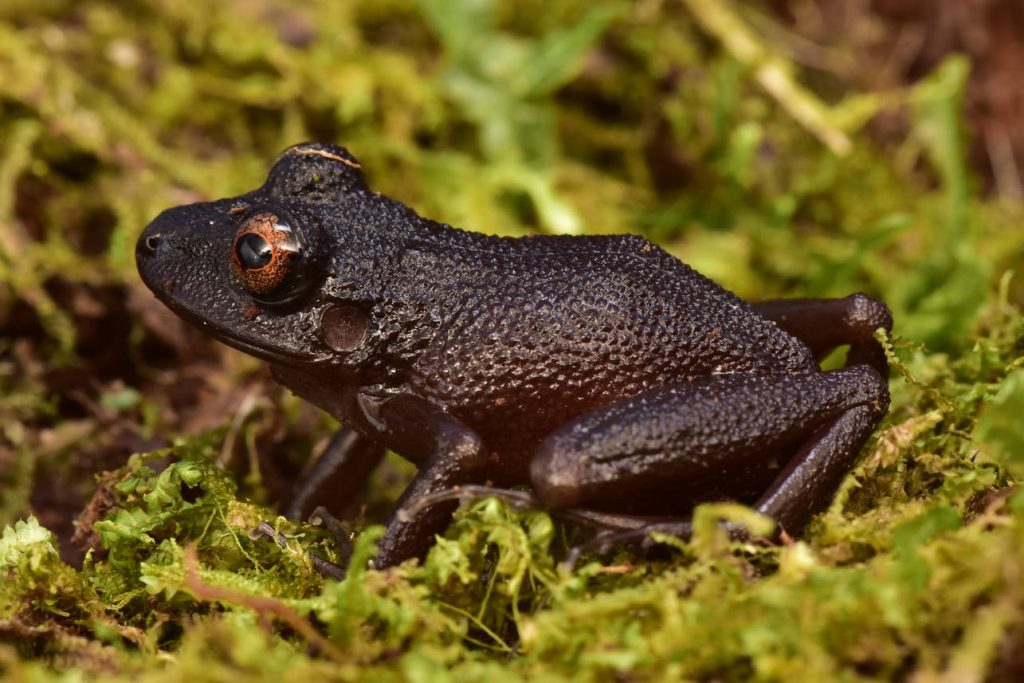 Devil Eyed Frog | Strange Animals Podcast