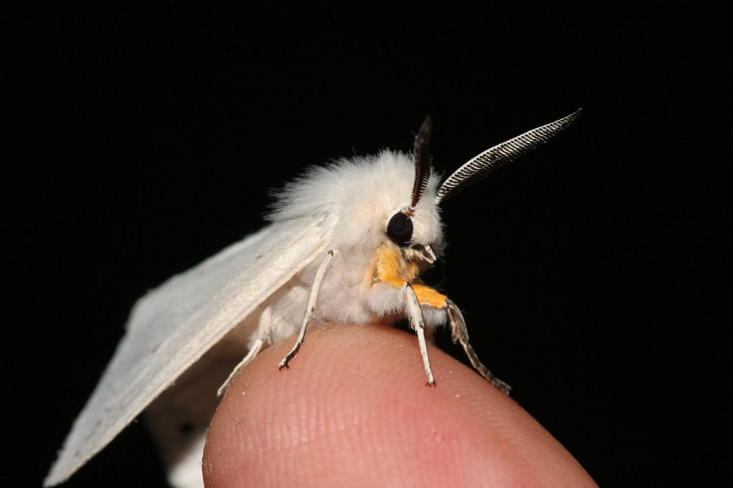 Episode 215: The Cutest Invertebrates | Strange Animals Podcast