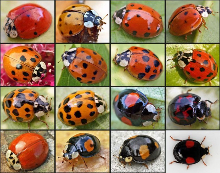 Episode 215: The Cutest Invertebrates | Strange Animals Podcast