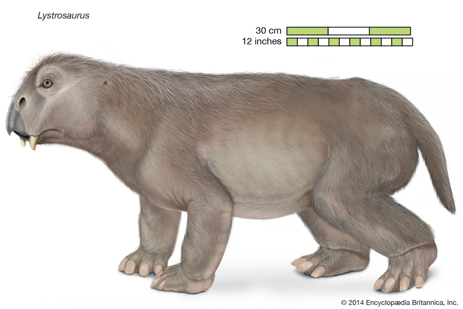 cladodontomorphs | Strange Animals Podcast