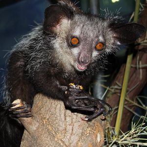 Aye-aye recorded picking nose and eating snot for the first time