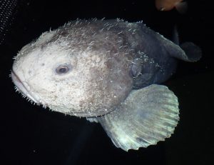 This is what a blobfish looks underwater (left) before getting dragged out  of water on land (