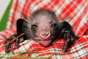 Aye-aye recorded picking nose and eating snot for the first time