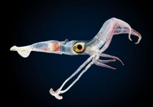 A deep-sea squid with tentacle tips that 'swi