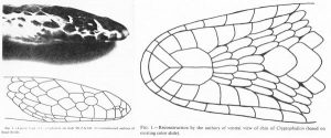 GEES A The mokele-mbembe is an animal that is believed by many  cryptozoologists and Young