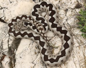 Call to save rare snake habitat follows red coral kukri sightings in