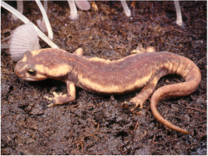 salamanders  Strange Animals Podcast