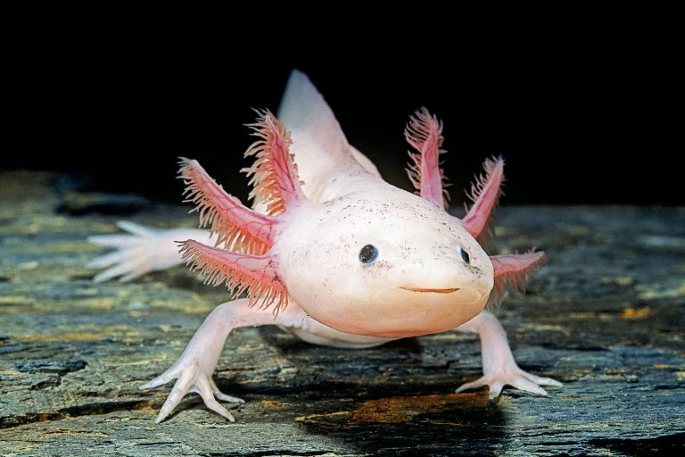 Episode 275 The Axolotl The Hellbender And Friends Strange Animals