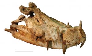 Nile Crocodile Skin Belly Matte Black 45/49 cm