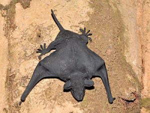 Sticky Traps Endanger Bats! - Northern California Bats