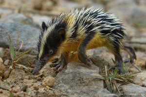 Slugs genetically accurate cats — Midnight (Eurasian badger)