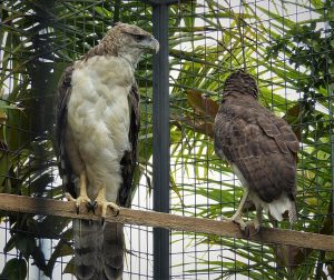 Discovery Channel UK on X: With a two-metre wingspan, the harpy eagle is  one of the world's largest birds of prey. And what about those talons? As  big as bear claws!  /