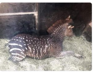 Spotless All-Brown Baby Giraffe Spotted In The Wild In Namibia