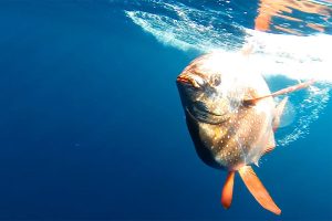 Sydney Fish expert reveals the ugly blobfish is edible and tasty