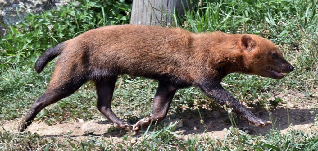 Episode 358: The Bush Dog and the Maned Wolf | Strange Animals Podcast