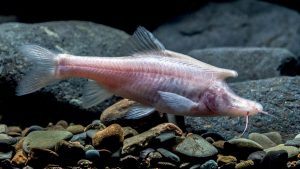 fish  Strange Animals Podcast