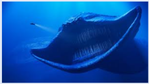 Episode 401 El Gran Maja And Other Giant Eels Strange Animals Podcast Episode 401 El Gran Maja And Other Giant Eels Strange Animals Podcast