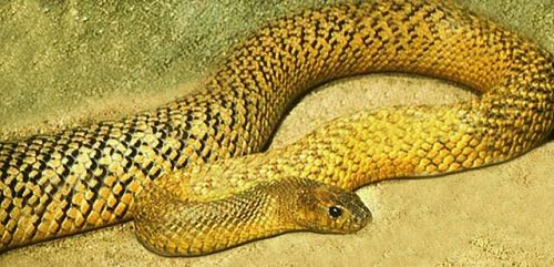 Straing Snake Episode 428: The Most Venomous Snake! | Strange Animals Podcast